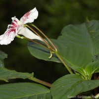 Impatiens grandis B.Heyne
